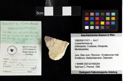 Foto (Objket + Etiketten) von Decapoda indet. 